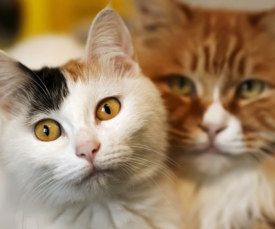 Обои глаза, фон, усы, взгляд, коты, кошки, мордочки, eyes, background, mustache, look, cats, faces разрешение 1920x1200 Загрузить