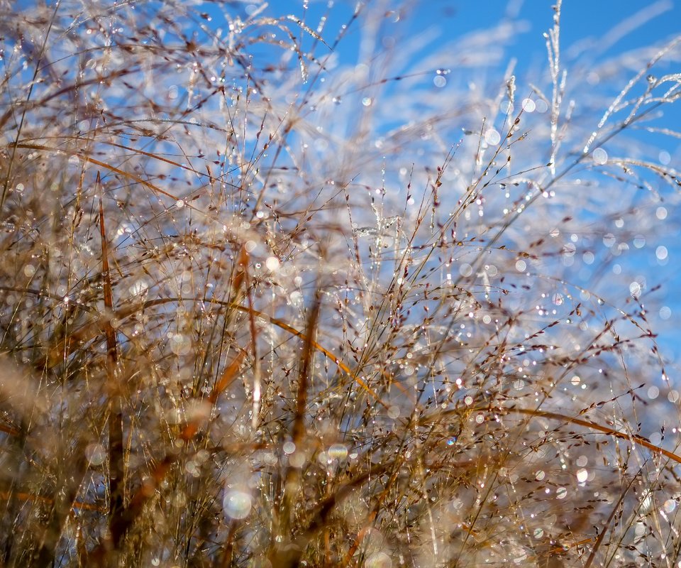 Обои небо, макро, роса, колоски, растение, боке, капли воды, the sky, macro, rosa, spikelets, plant, bokeh, water drops разрешение 4896x3264 Загрузить