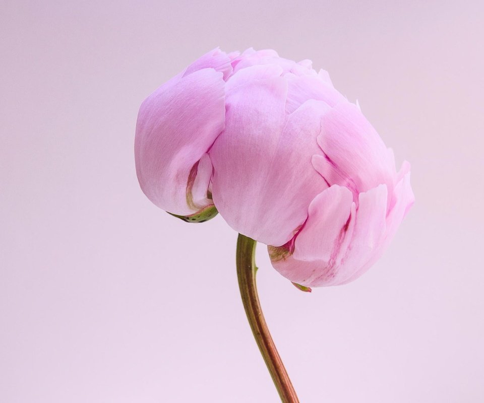 Обои макро, цветок, лепестки, бутон, розовый, стебель, пион, macro, flower, petals, bud, pink, stem, peony разрешение 2048x1360 Загрузить