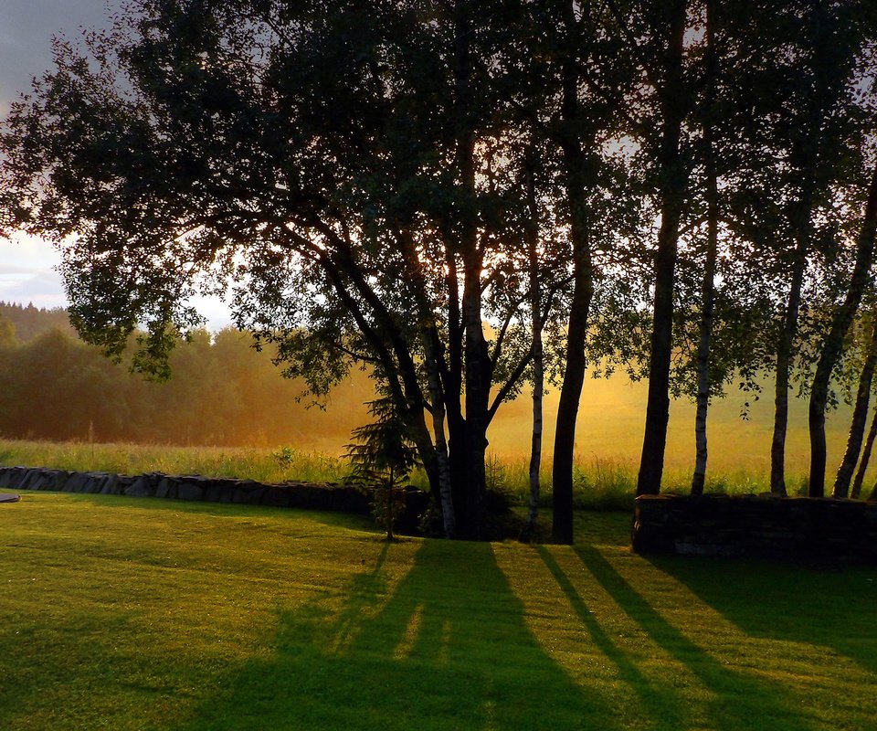 Обои небо, трава, деревья, стволы, тени, солнечный свет, the sky, grass, trees, trunks, shadows, sunlight разрешение 2560x1440 Загрузить