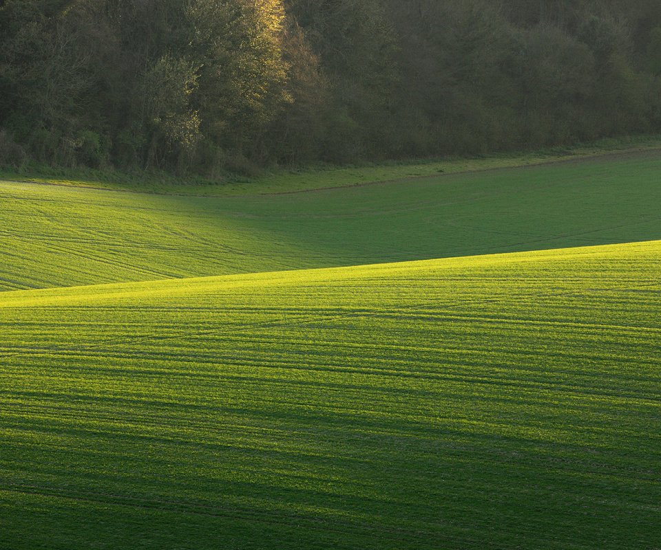 Обои трава, деревья, природа, поле, солнечный день, зеленое поле, grass, trees, nature, field, sunny day, green field разрешение 1920x1200 Загрузить