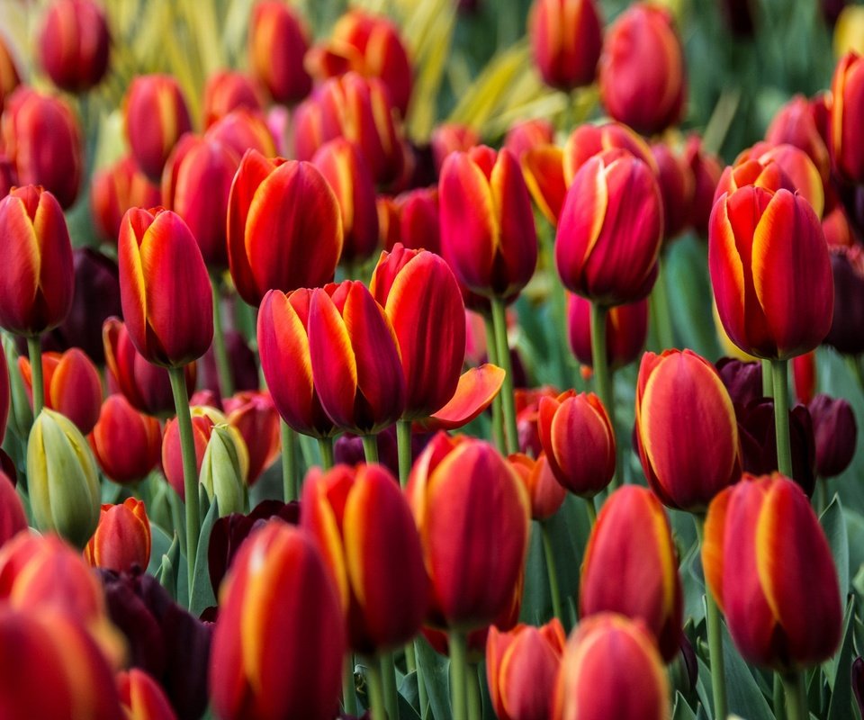 Обои цветы, бутоны, красные, тюльпаны, flowers, buds, red, tulips разрешение 2048x1177 Загрузить