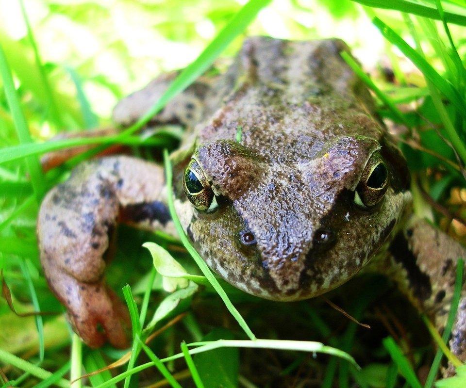 Обои глаза, трава, макро, лето, сад, лягушка, жаба, земноводные, eyes, grass, macro, summer, garden, frog, toad, amphibians разрешение 2288x1350 Загрузить