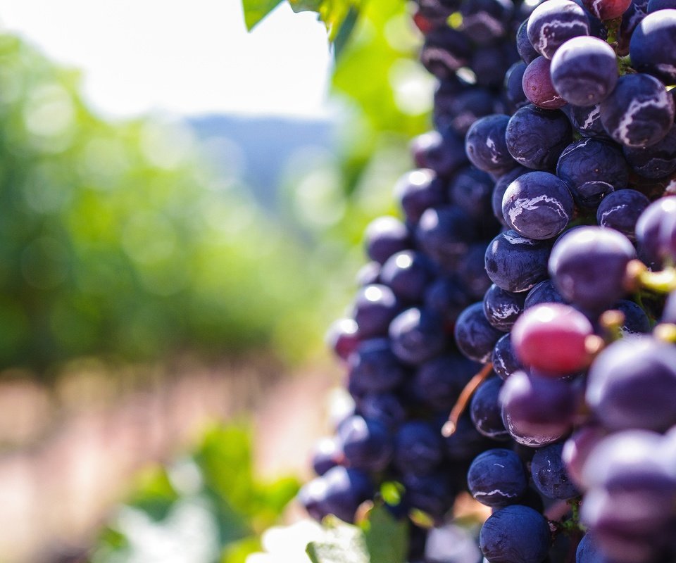 Обои виноград, размытость, ягоды, боке, grapes, blur, berries, bokeh разрешение 3936x2624 Загрузить