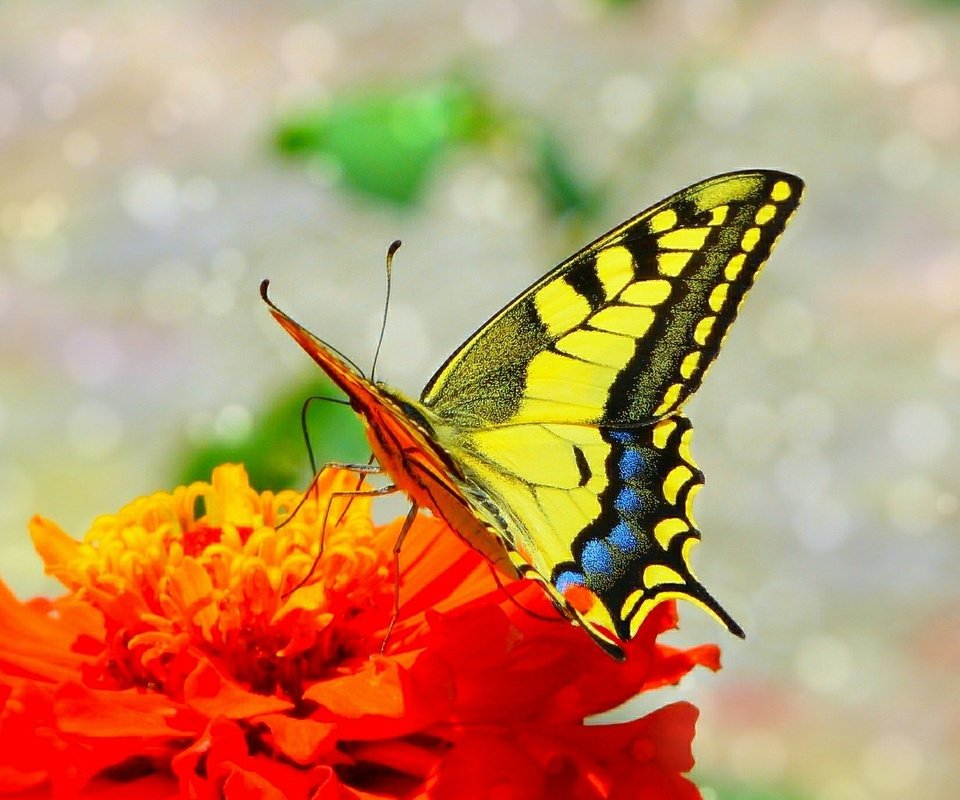 Обои макро, насекомое, цветок, бабочка, крылья, macro, insect, flower, butterfly, wings разрешение 2100x1377 Загрузить