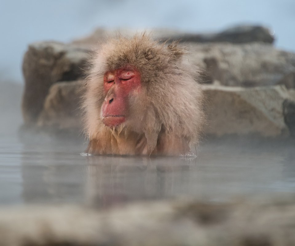 Обои вода, обезьяна, примат, макака, закрытые глаза, японский макак, water, monkey, the primacy of, closed eyes, japanese macaques разрешение 1920x1200 Загрузить