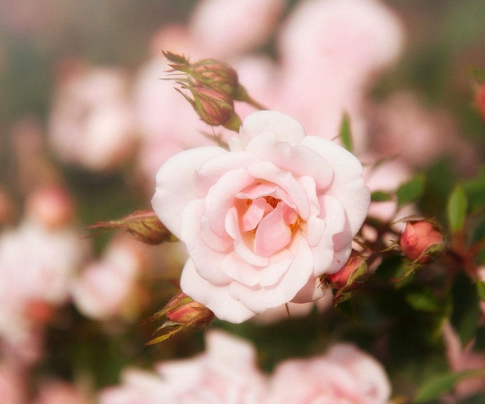 Обои цветы, бутоны, роза, лепестки, размытость, flowers, buds, rose, petals, blur разрешение 2547x2033 Загрузить