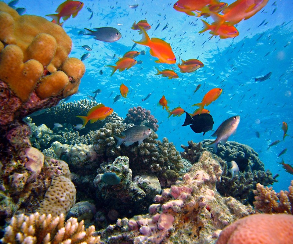 Обои море, рыбки, рыбы, кораллы, подводный мир, sea, fish, corals, underwater world разрешение 2816x2112 Загрузить