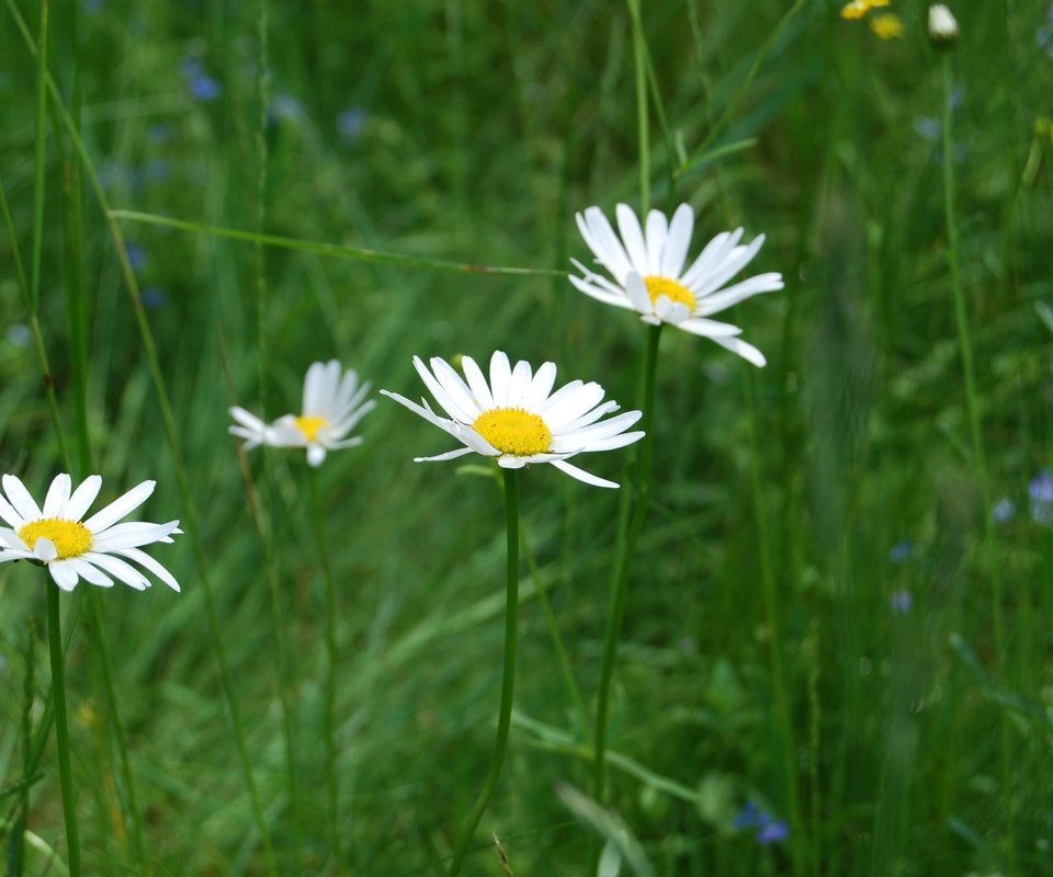 Обои цветы, трава, природа, ромашки, полевые цветы, flowers, grass, nature, chamomile, wildflowers разрешение 3872x2592 Загрузить