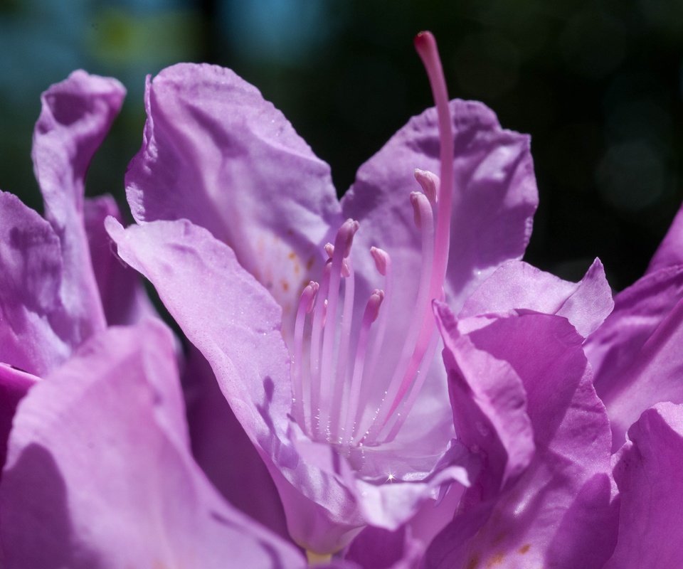 Обои цветы, макро, лепестки, фиолетовые, азалия, рододендрон, flowers, macro, petals, purple, azalea, rhododendron разрешение 3926x2608 Загрузить