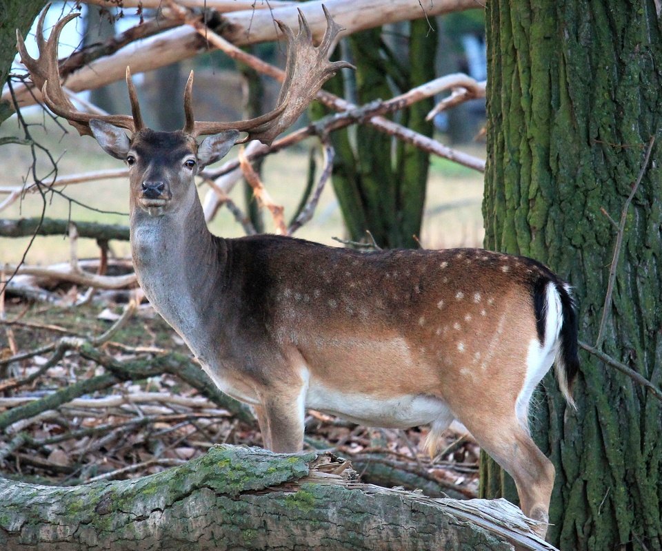 Обои природа, лес, олень, рога, косуля, пятнистый олень, nature, forest, deer, horns, roe разрешение 4272x2848 Загрузить