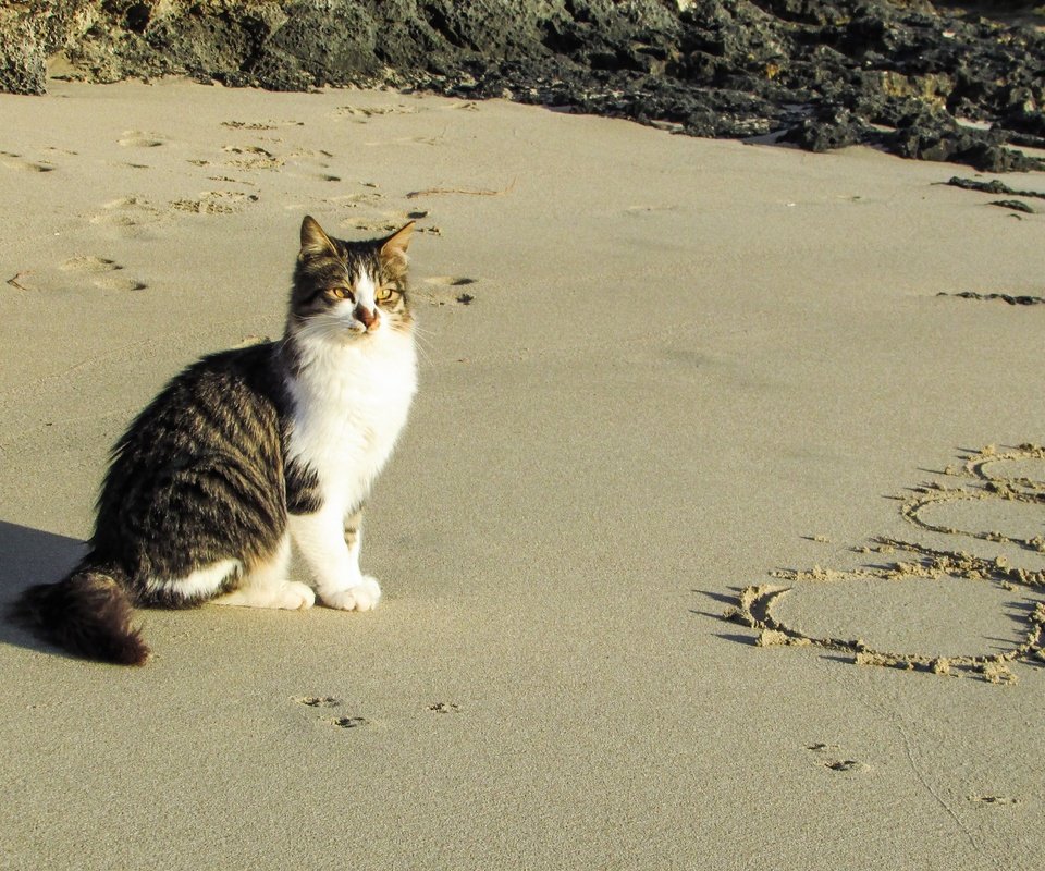 Обои море, песок, пляж, кот, мордочка, кошка, взгляд, животное, sea, sand, beach, cat, muzzle, look, animal разрешение 4608x2592 Загрузить