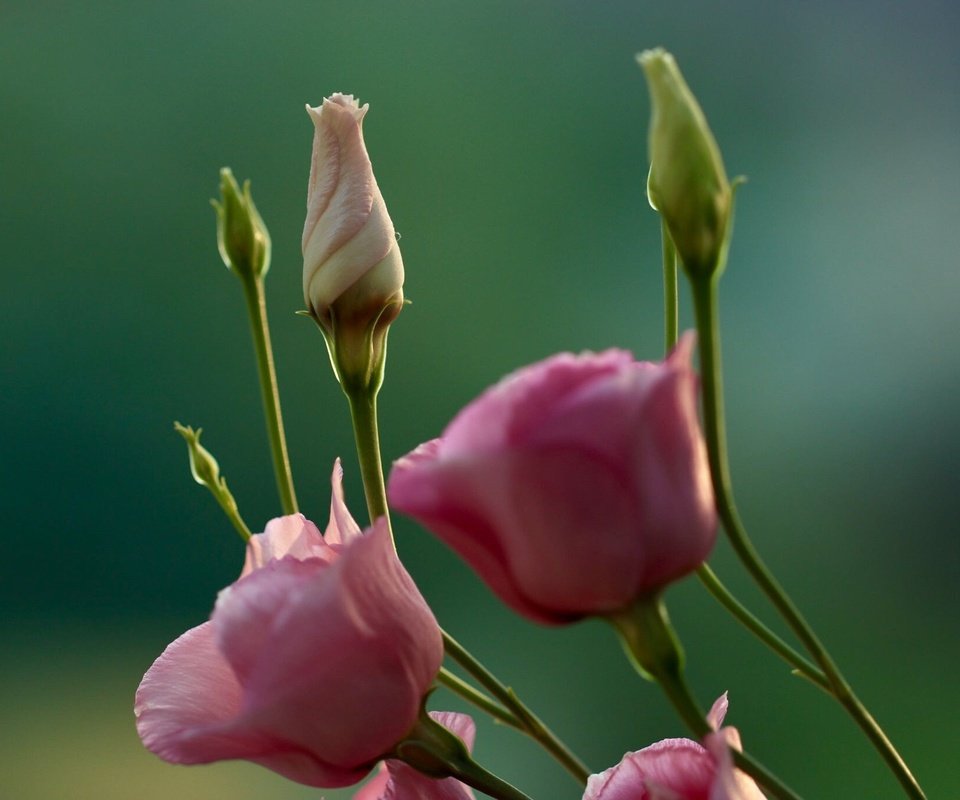 Обои цветы, бутоны, макро, фон, стебли, эустома, flowers, buds, macro, background, stems, eustoma разрешение 2048x1365 Загрузить