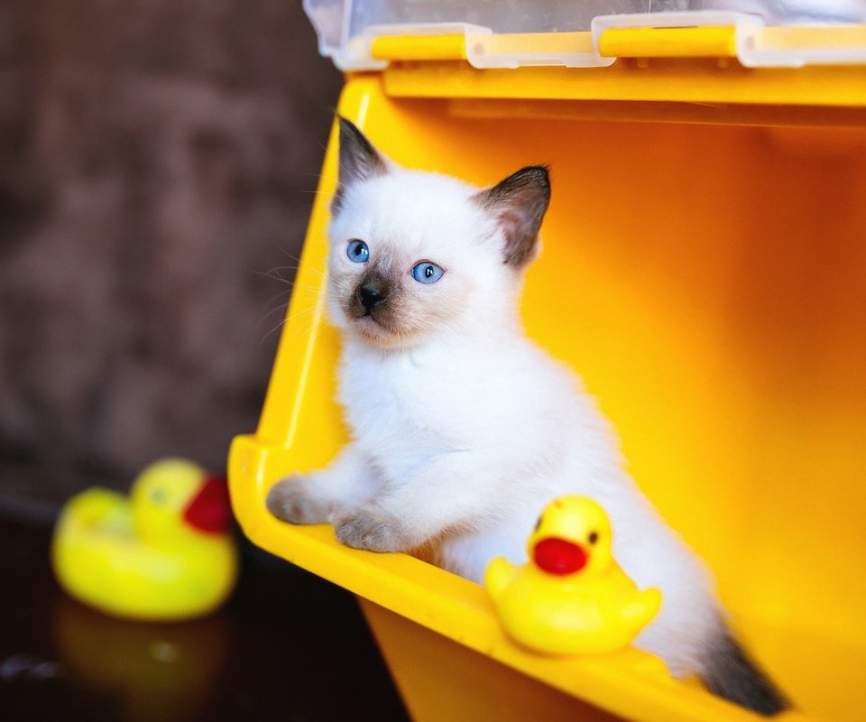 Обои фон, сиамский, кошка, контейнер, взгляд, рэгдолл, котенок, игрушки, мордашка, голубые глаза, утята, background, siamese, cat, container, ragdoll, look, kitty, toys, face, blue eyes, ducklings разрешение 2048x1152 Загрузить