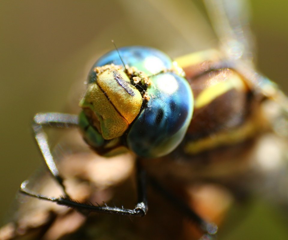 Обои глаза, макро, стрекоза, eyes, macro, dragonfly разрешение 1920x1280 Загрузить