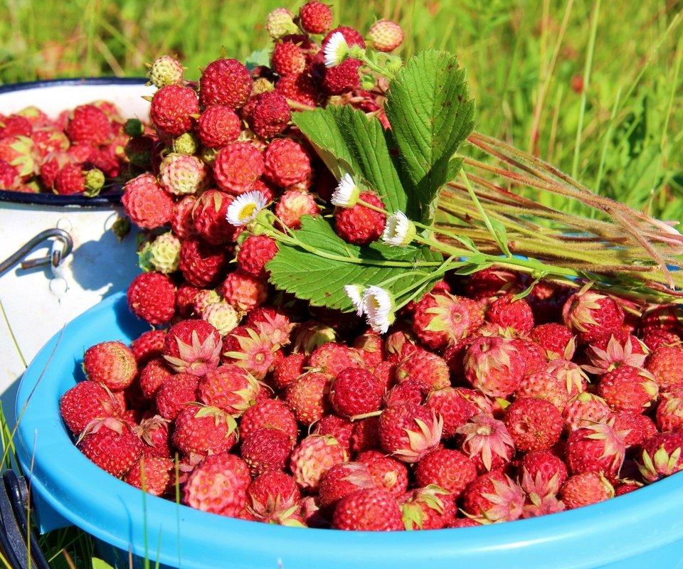 Обои листья, лето, ягоды, земляника, leaves, summer, berries, strawberries разрешение 3048x2000 Загрузить