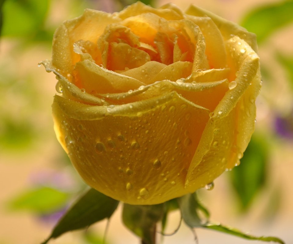 Обои желтый, макро, цветок, капли, роза, бутон, yellow, macro, flower, drops, rose, bud разрешение 2048x1360 Загрузить