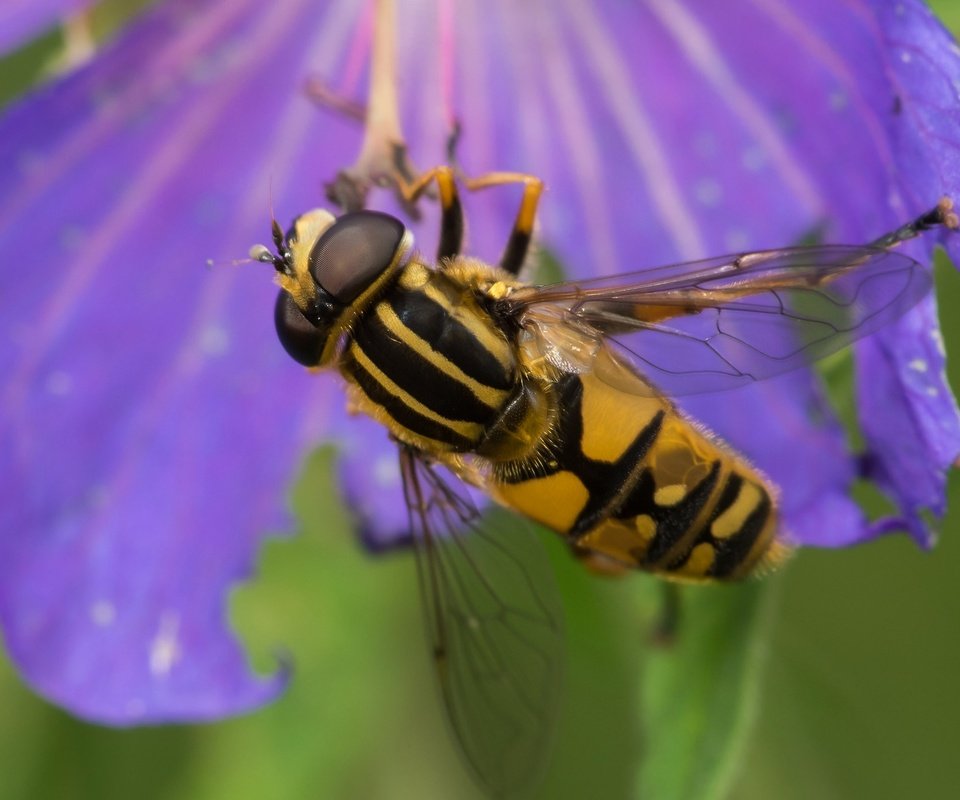 Обои природа, насекомое, цветок, пчела, шершень, трутень, nature, insect, flower, bee, hornet, drone разрешение 2048x1404 Загрузить