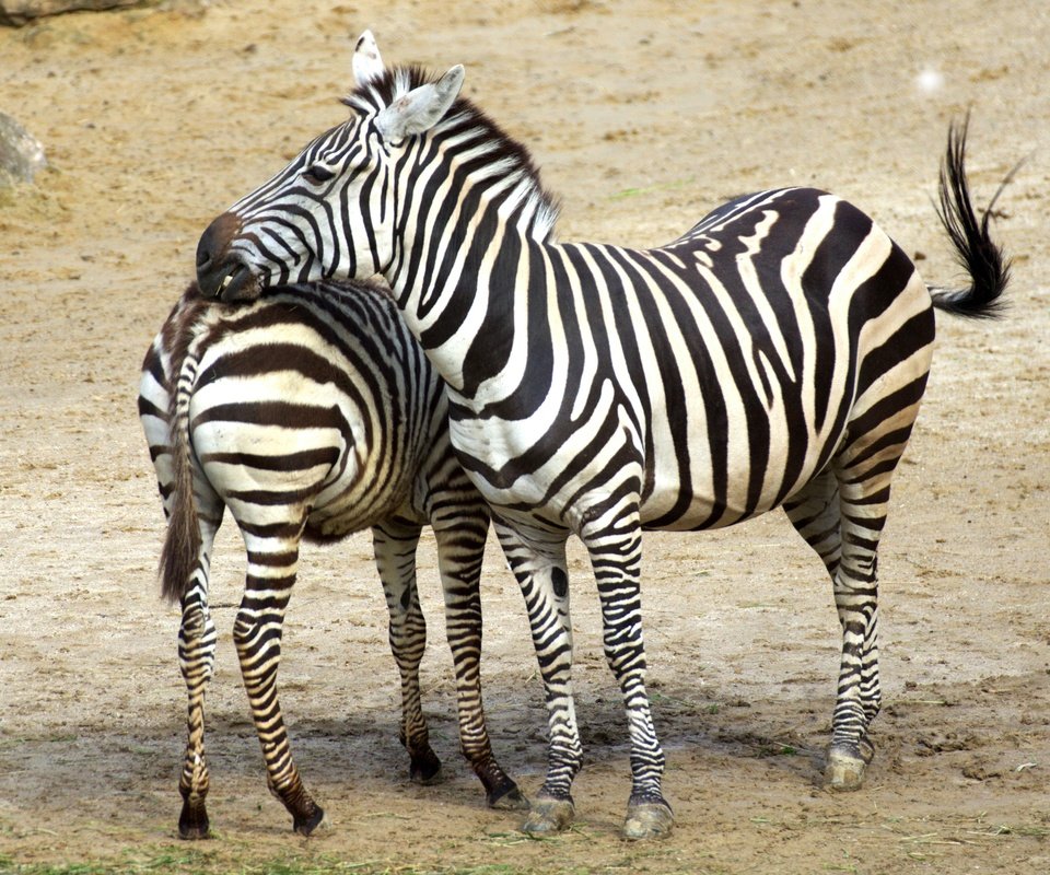 Обои зебра, животные, африка, зебры, zebra, animals, africa разрешение 3465x2431 Загрузить