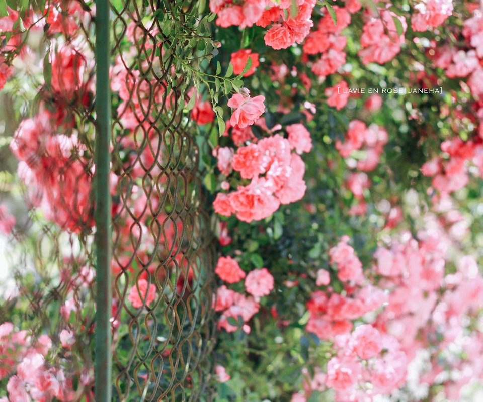 Обои цветы, розы, забор, сад, сетка, куст, jane ha, flowers, roses, the fence, garden, mesh, bush разрешение 2560x1600 Загрузить