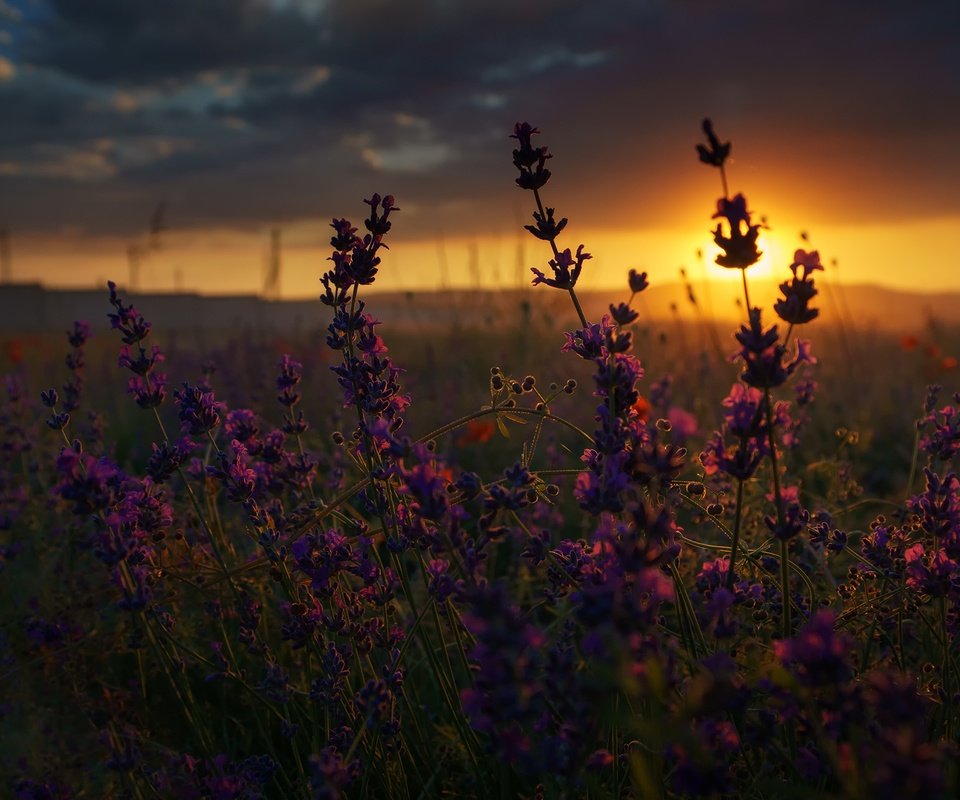 Обои цветы, закат, макро, поле, лето, полевые цветы, flowers, sunset, macro, field, summer, wildflowers разрешение 2000x1338 Загрузить