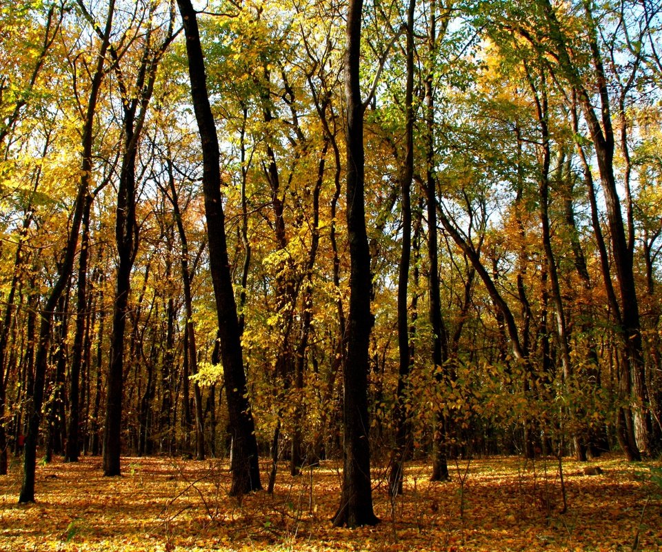 Обои деревья, лес, листья, ветки, стволы, осень, trees, forest, leaves, branches, trunks, autumn разрешение 3888x2592 Загрузить