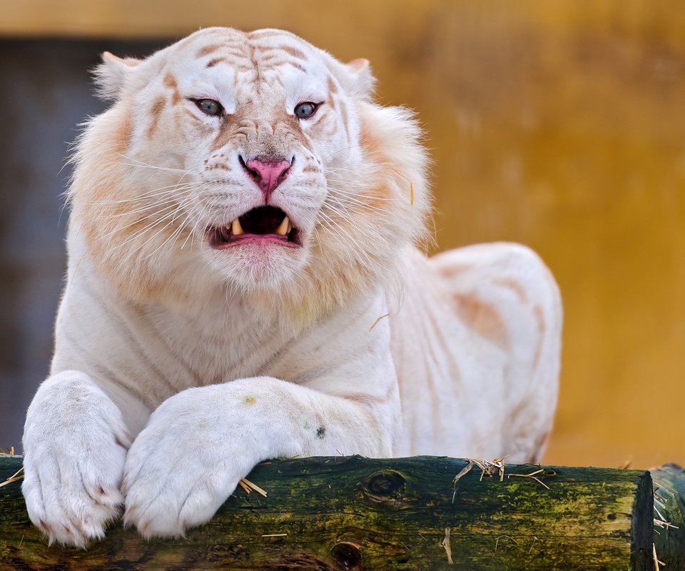 Обои тигр, альбинос, морда, белый тигр, взгляд, клыки, хищник, отдых, оскал, дикая кошка, tiger, albino, face, white tiger, look, fangs, predator, stay, grin, wild cat разрешение 2880x1800 Загрузить