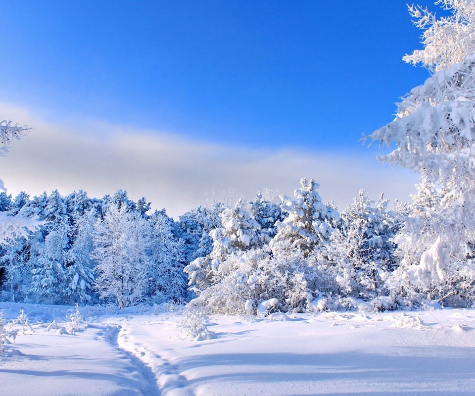 Обои небо, деревья, снег, природа, лес, зима, тропинка, следы, the sky, trees, snow, nature, forest, winter, path, traces разрешение 2560x1600 Загрузить