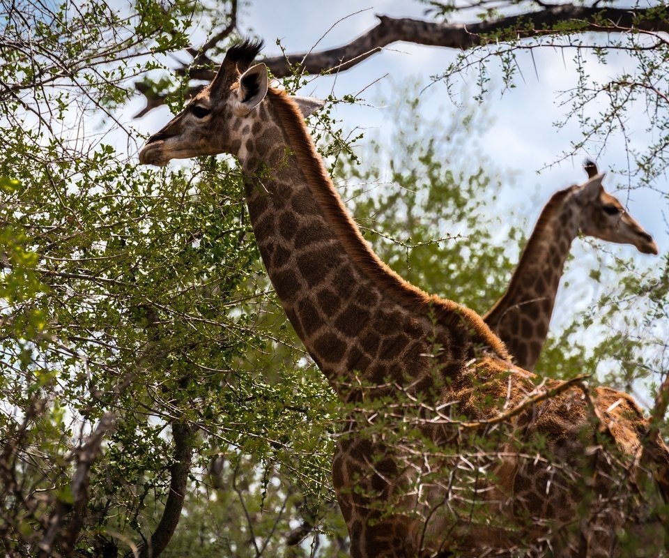 Обои животные, жирафы, ветви, шея, листва, пятна, пара, двое, окрас, жираф, animals, giraffes, branch, neck, foliage, spot, pair, two, color, giraffe разрешение 2560x1600 Загрузить