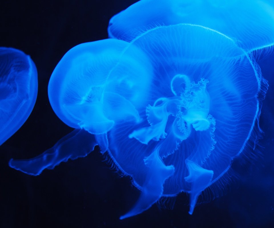 Обои море, свечение, медузы, медуз, подводный мир, sea, glow, jellyfish, underwater world разрешение 4614x3076 Загрузить