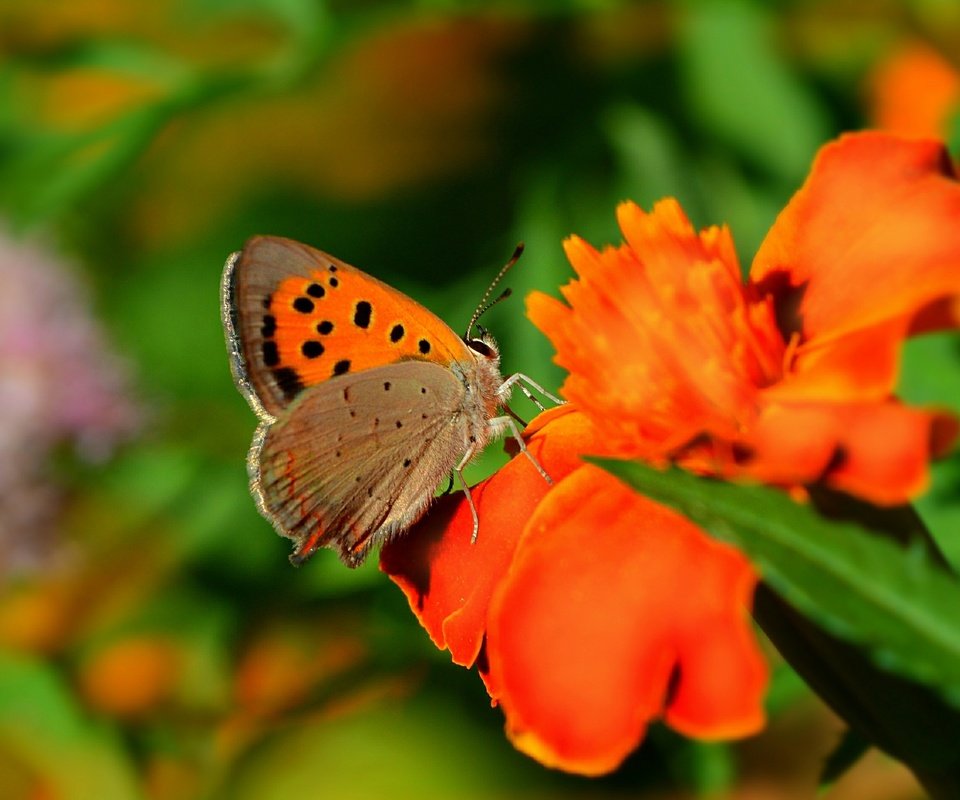 Обои цветы, макро, насекомое, бабочка, крылья, размытость, flowers, macro, insect, butterfly, wings, blur разрешение 3002x1897 Загрузить