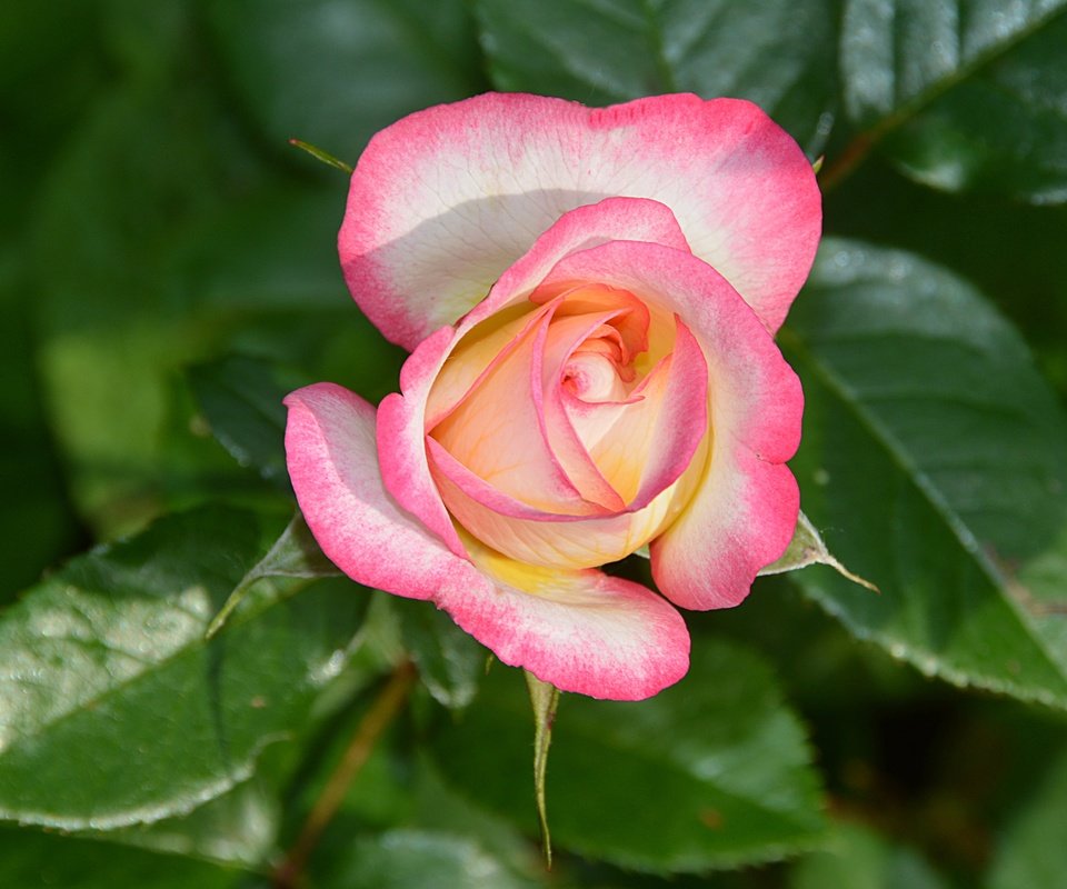 Обои листья, макро, цветок, лепестки, бутон, розовая роза, leaves, macro, flower, petals, bud, pink rose разрешение 4675x3063 Загрузить