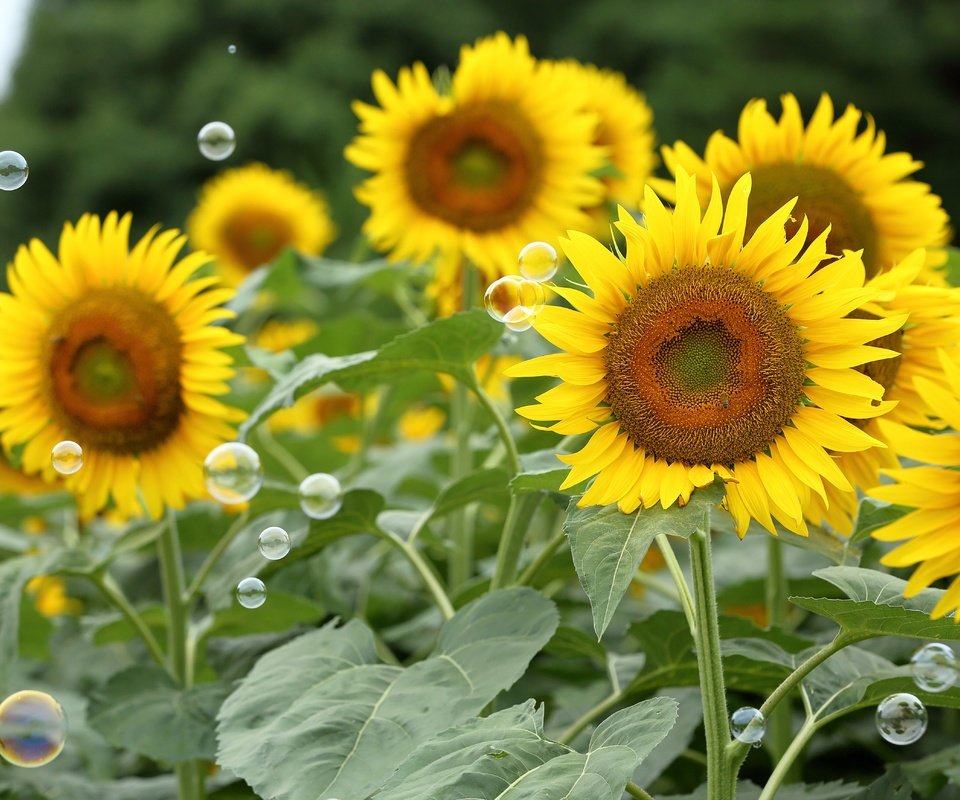 Обои цветы, поле, лето, лепестки, подсолнухи, мыльные пузыри, flowers, field, summer, petals, sunflowers, bubbles разрешение 5213x3475 Загрузить