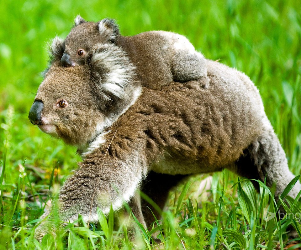 Обои трава, природа, детеныш, медвежонок, коала, коалы, grass, nature, cub, bear, koala, koalas разрешение 1920x1200 Загрузить