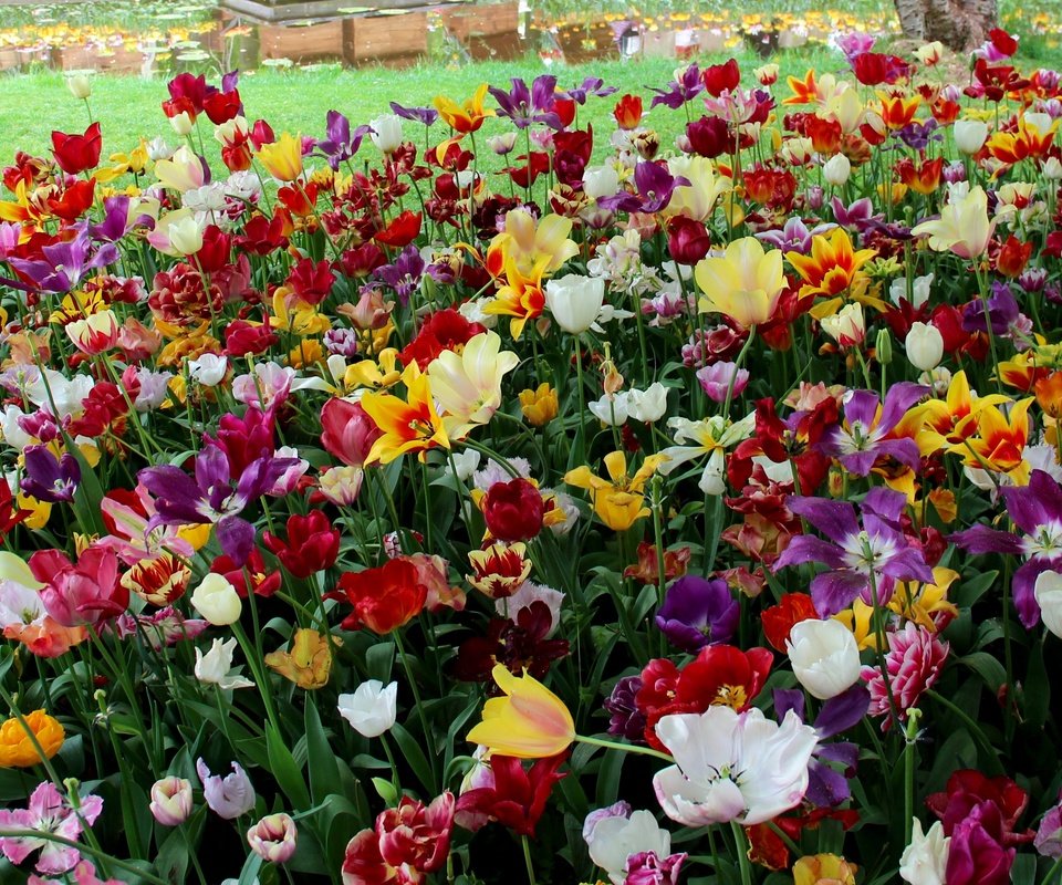 Обои цветы, тюльпаны, нидерланды, голландия, keukenhof, flowers, tulips, netherlands, holland разрешение 4000x2390 Загрузить