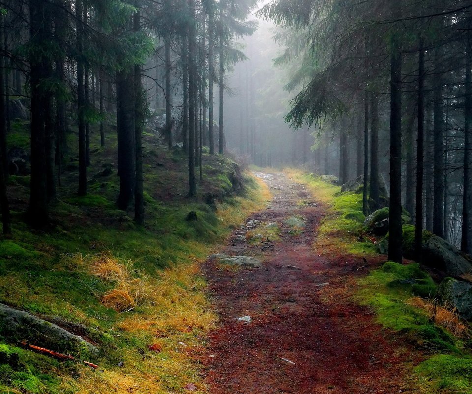 Обои дорога, деревья, лес, туман, тропинка, road, trees, forest, fog, path разрешение 3000x1875 Загрузить