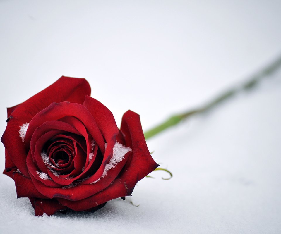 Обои снег, цветок, роза, лепестки, красный, snow, flower, rose, petals, red разрешение 4000x2657 Загрузить