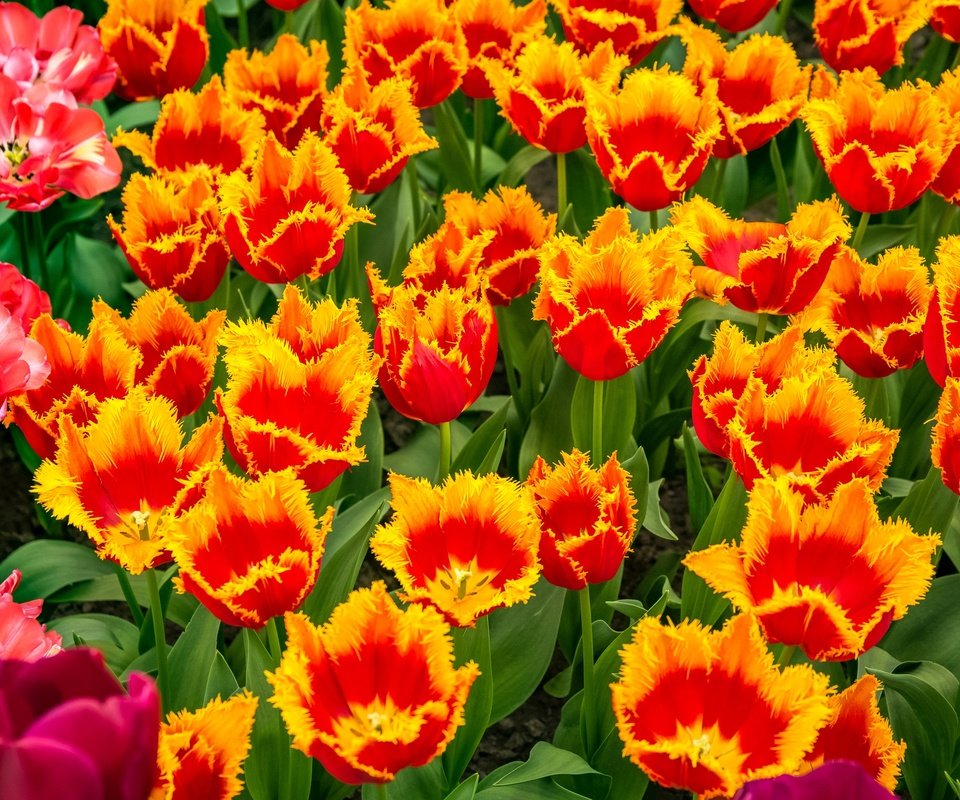 Обои цветы, бутоны, лепестки, весна, тюльпаны, flowers, buds, petals, spring, tulips разрешение 2500x1667 Загрузить