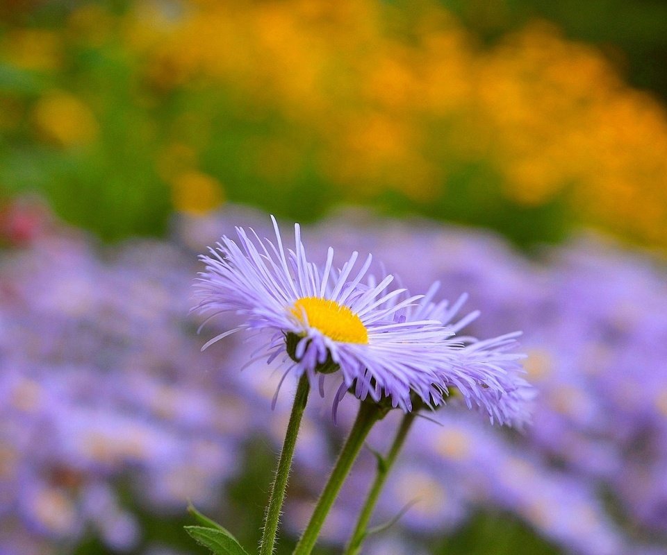 Обои цветы, лепестки, размытость, стебли, астра, астры, астра татарская, flowers, petals, blur, stems, astra, asters, astra tatar разрешение 2000x1239 Загрузить