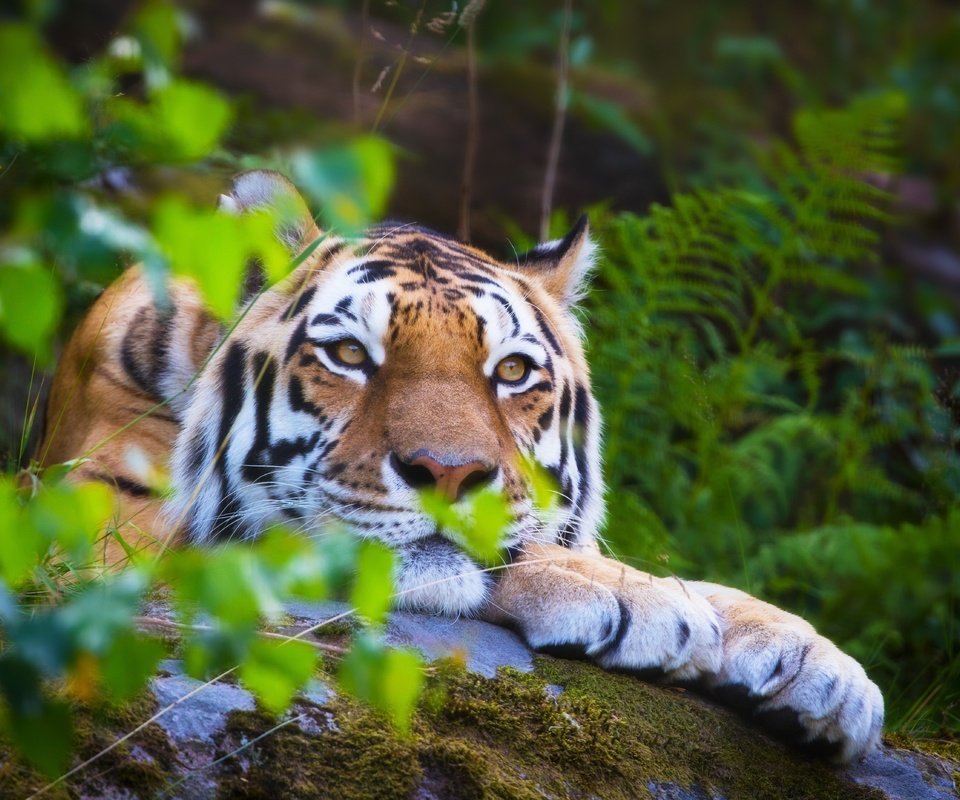 Обои тигр, дикая кошка, морда, боке, лес, амурский тигр, лето, взгляд, размытость, хищник, отдых, tiger, wild cat, face, bokeh, forest, the amur tiger, summer, look, blur, predator, stay разрешение 5582x3721 Загрузить