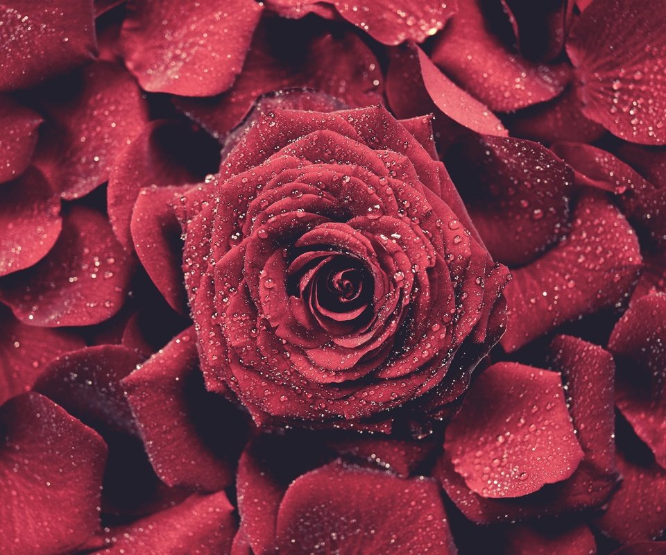 Обои роза, лепестки, красная, бутон, капли воды, rose, petals, red, bud, water drops разрешение 5000x3337 Загрузить