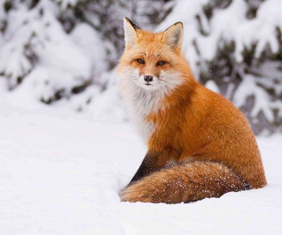 Обои снег, зима, лиса, лисица, хвост, snow, winter, fox, tail разрешение 1920x1200 Загрузить