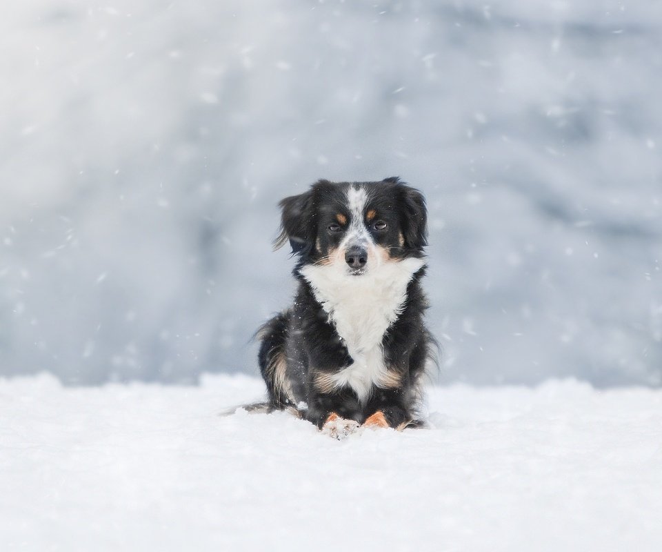 Обои снег, зима, собака, австралийская овчарка, snow, winter, dog, australian shepherd разрешение 1920x1200 Загрузить