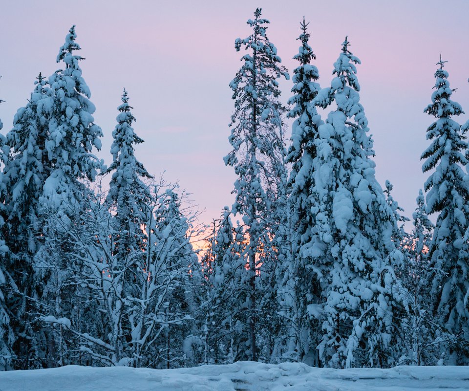 Обои деревья, снег, природа, лес, зима, ели, trees, snow, nature, forest, winter, ate разрешение 3840x2400 Загрузить