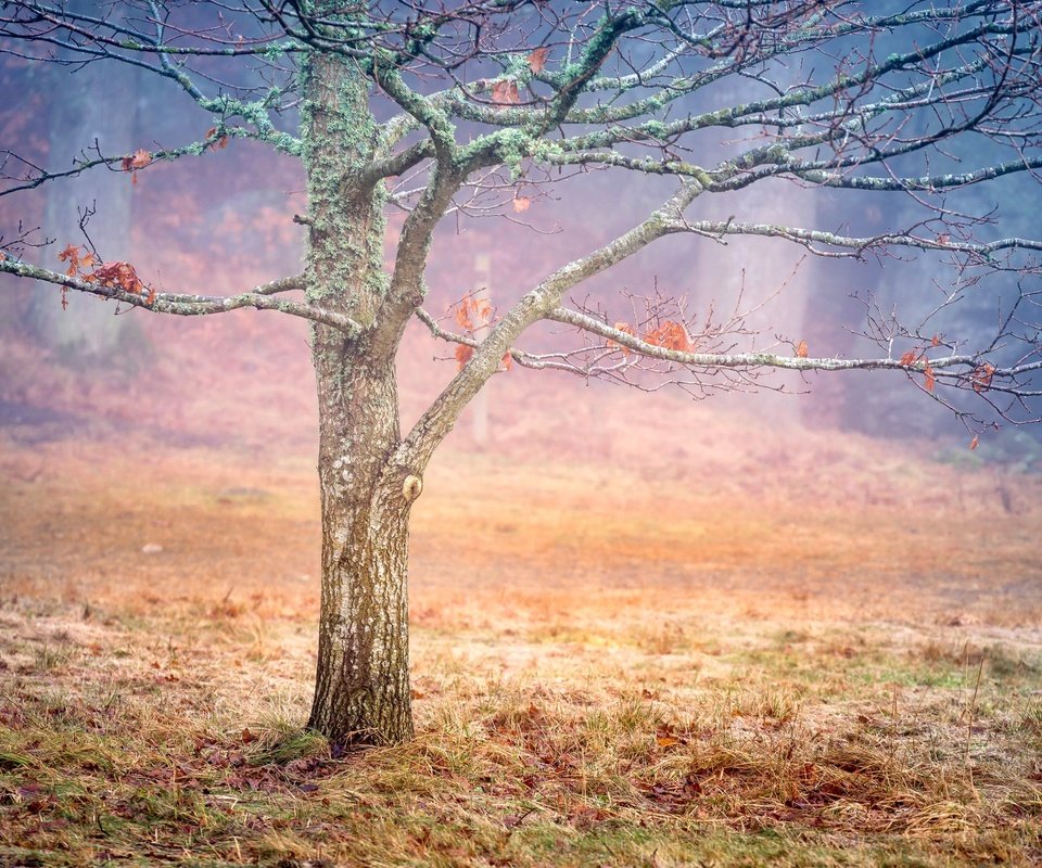 Обои дерево, листья, осень, швеция, дымка, tree, leaves, autumn, sweden, haze разрешение 2048x1367 Загрузить