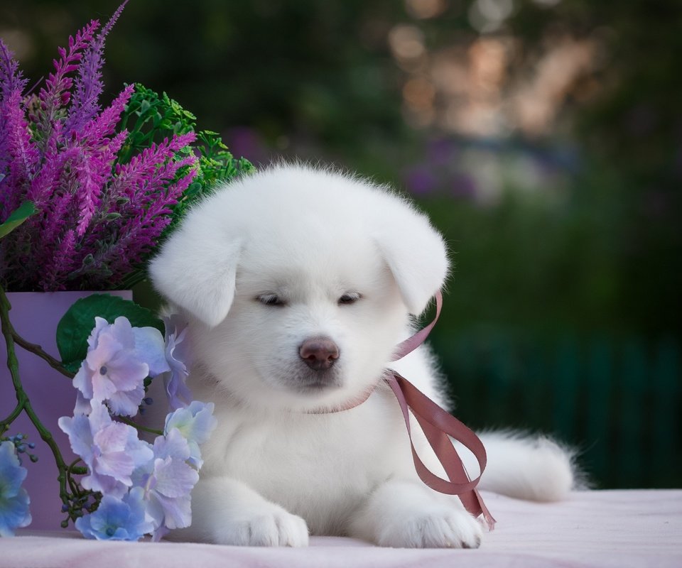 Обои цветы, мордочка, взгляд, собака, щенок, самоед, акита, flowers, muzzle, look, dog, puppy, samoyed, akita разрешение 2880x1800 Загрузить