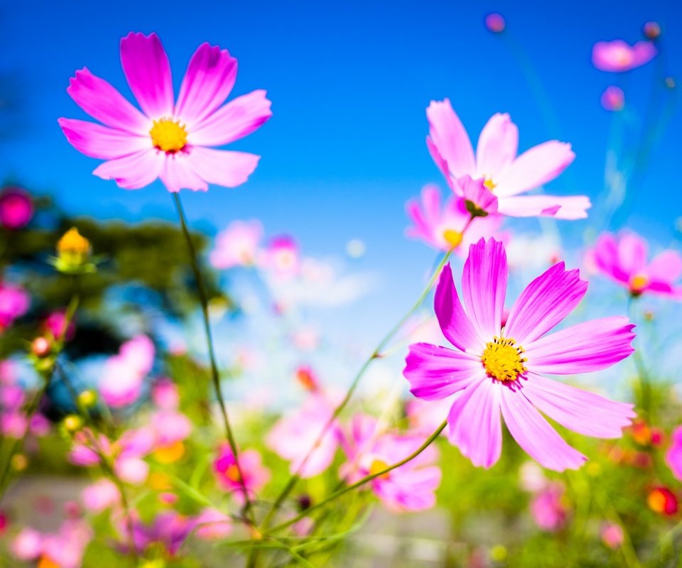 Обои небо, цветы, макро, фон, лепестки, стебли, космея, the sky, flowers, macro, background, petals, stems, kosmeya разрешение 2048x1365 Загрузить