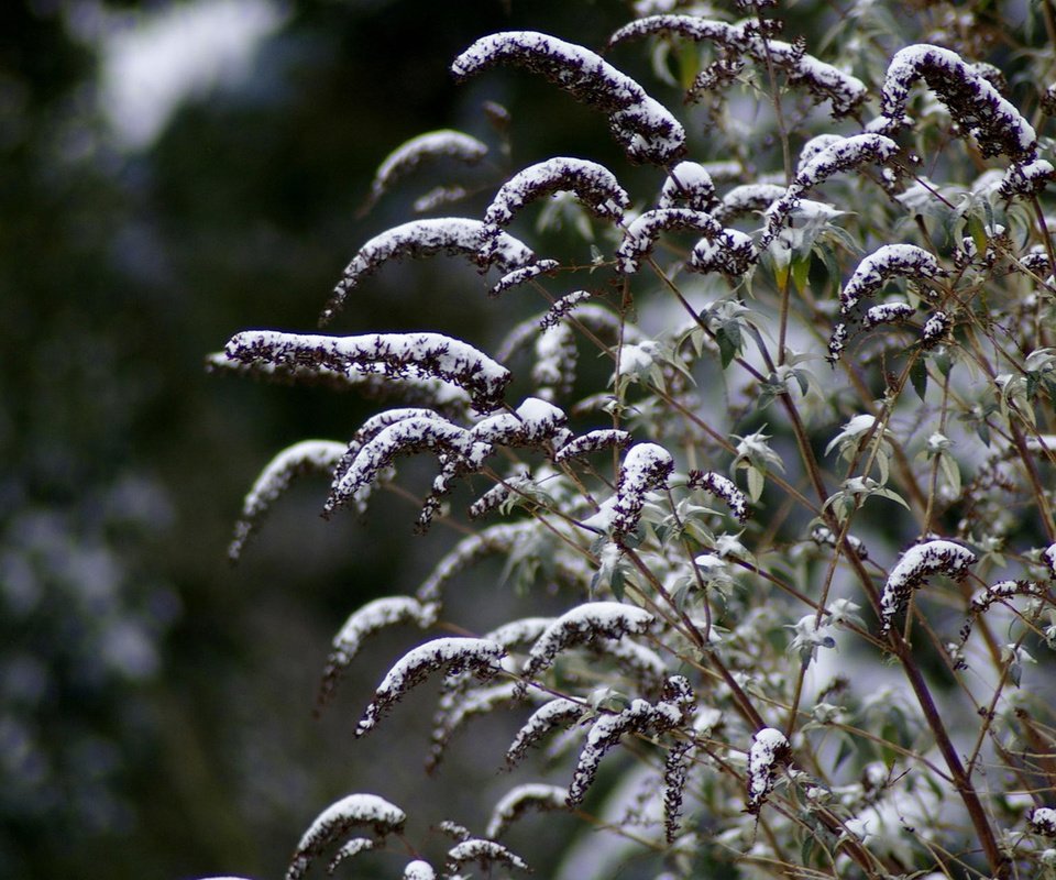 Обои снег, зима, макро, стебли, растение, snow, winter, macro, stems, plant разрешение 1920x1200 Загрузить