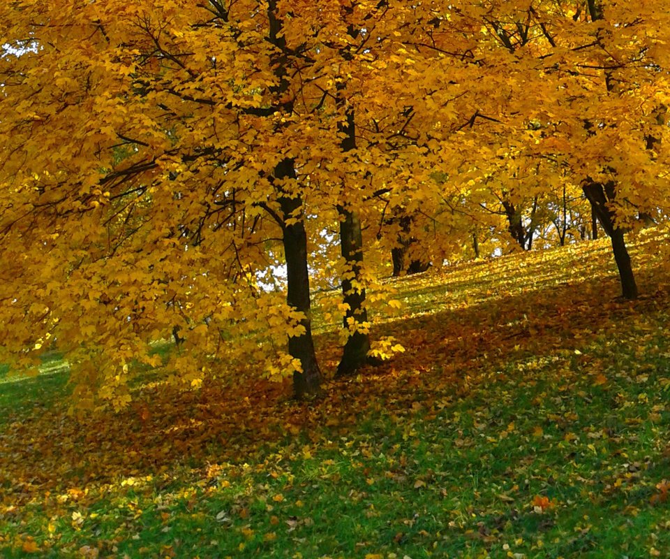 Обои деревья, природа, парк, листва, осень, желтые листья, trees, nature, park, foliage, autumn, yellow leaves разрешение 1920x1200 Загрузить