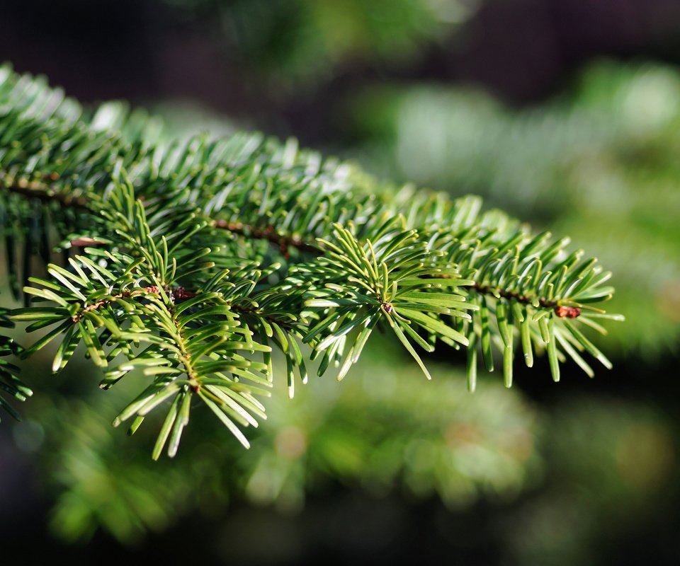 Обои елка, хвоя, макро, ветки, ель, tree, needles, macro, branches, spruce разрешение 3840x2400 Загрузить